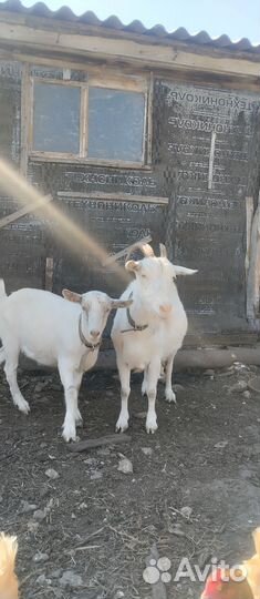Коза и козочка