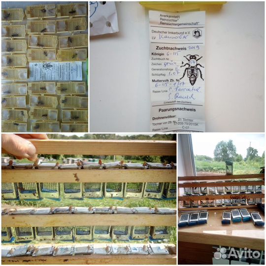 Пчеломатки карника