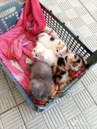 Котята в добрые руки