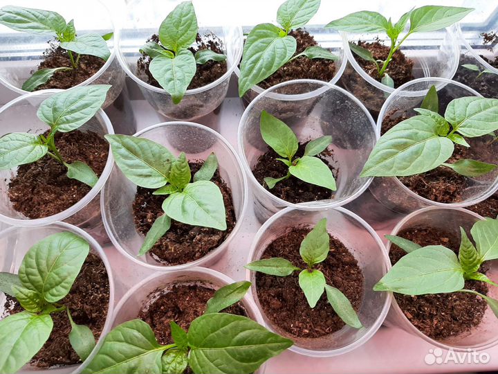 Рассада овощей и цветов