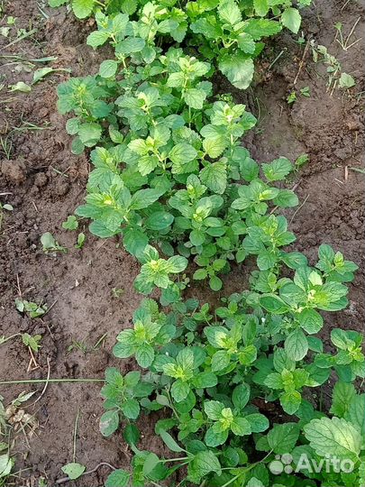 Садовые растения