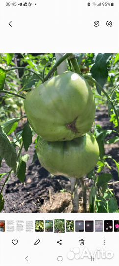 Семена сортовых томатов и перца