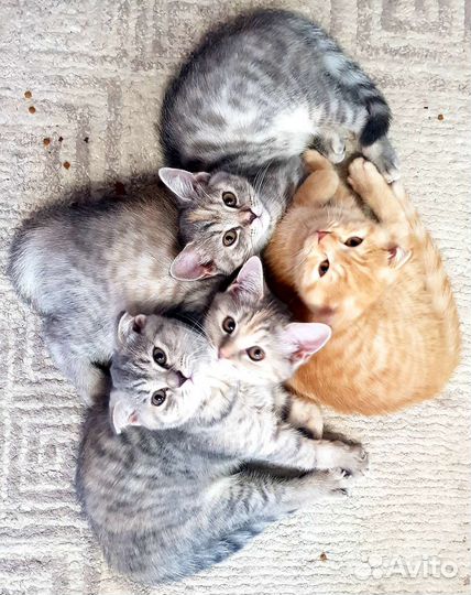 Шотландские вислоухие и прямоухие котята, тайские