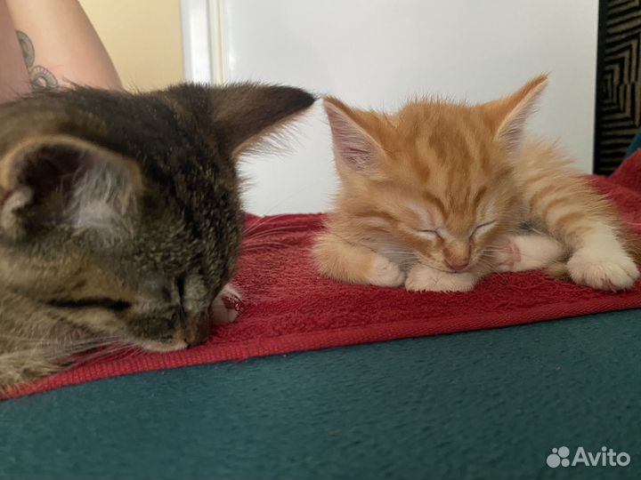 Котята отдам даром