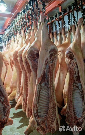 Свинина охлажденная