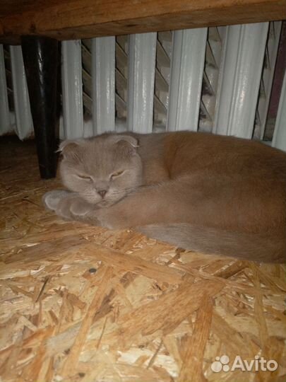 Отдам кошку в добрые руки