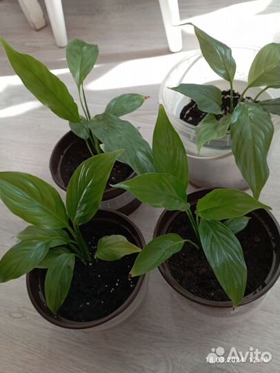 Спатифиллум