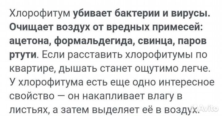 Хлорофитум