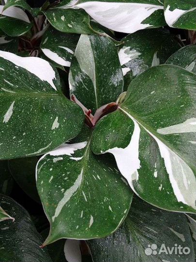 Филодендрон Вайт Кнайт