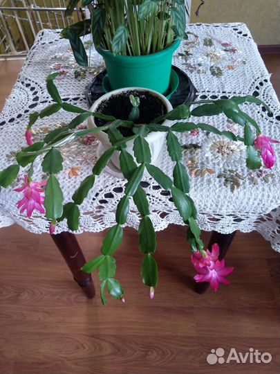 Хавортия (суккуленты)