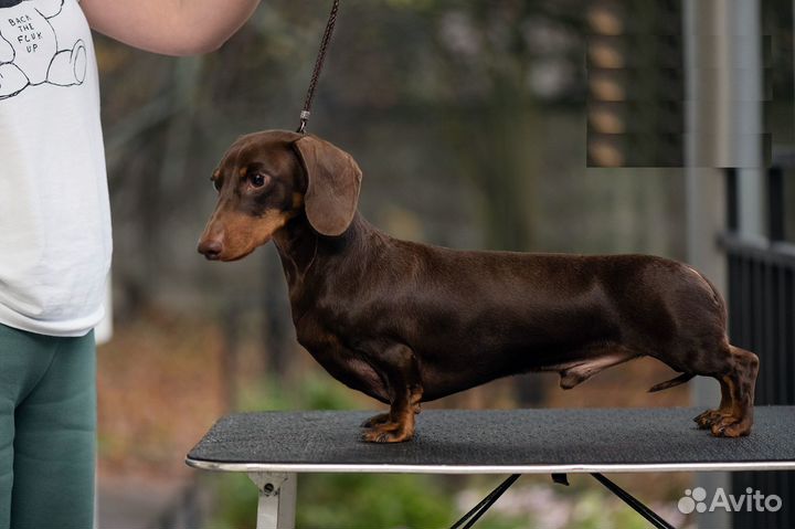 Вязка кобель такса