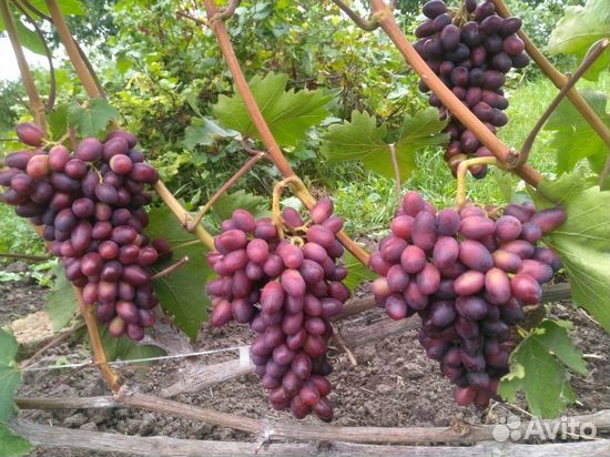 Чубуки винограда сорт красотка