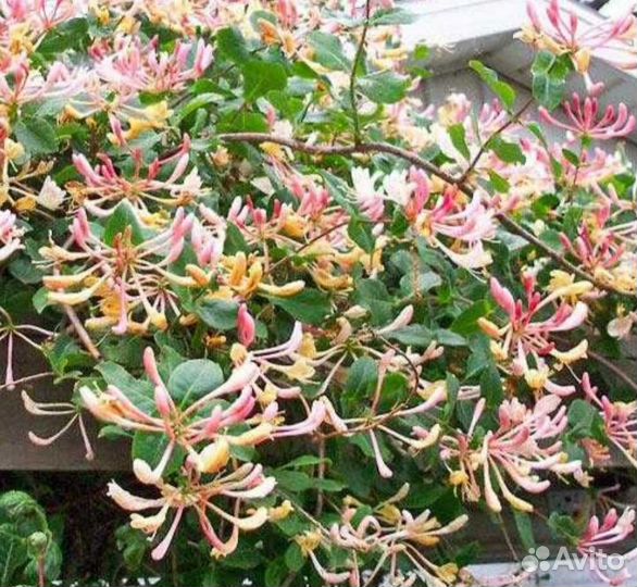 Растения для сада. Часть 1