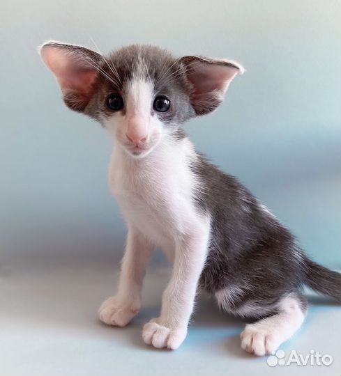 Ориентальные котята