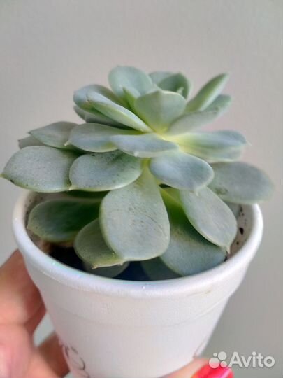 Эхеверия. Сккуленты для флорариума