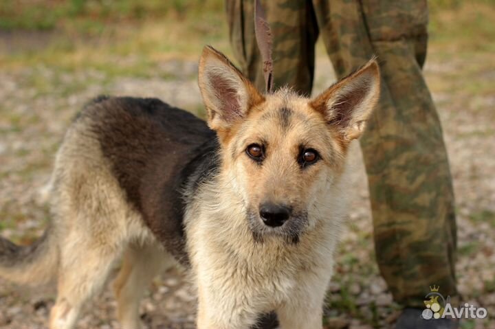 Замечательная Ласточка в дар