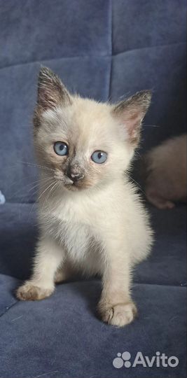 Кошка меконгский бобтейл