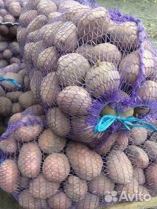 Картофель оптом фермерский