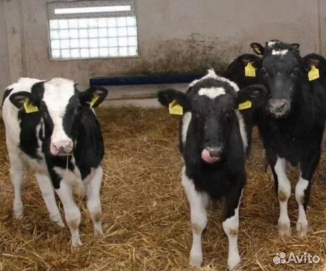 Бычки отпоенные 2.5мес