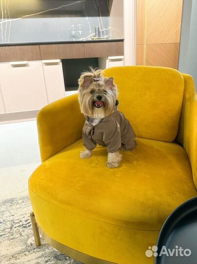 Одежда для собак, дождевик