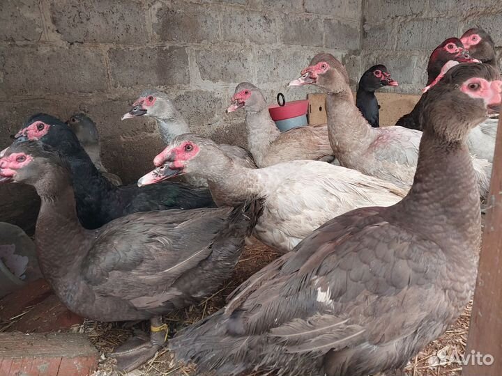 Мускусные утки,утята, инкубационное яйцо