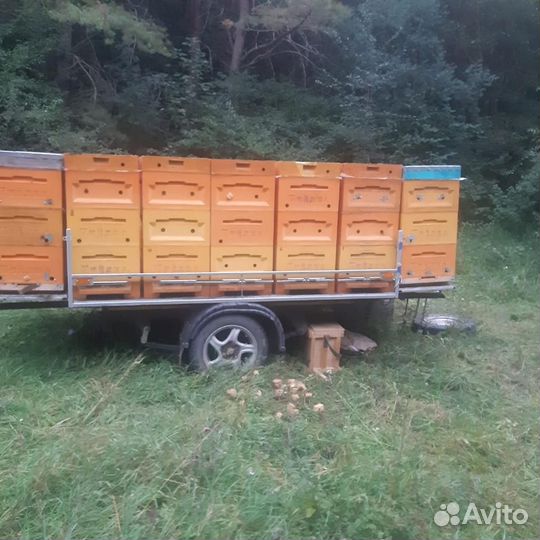 Ульи с пчелами