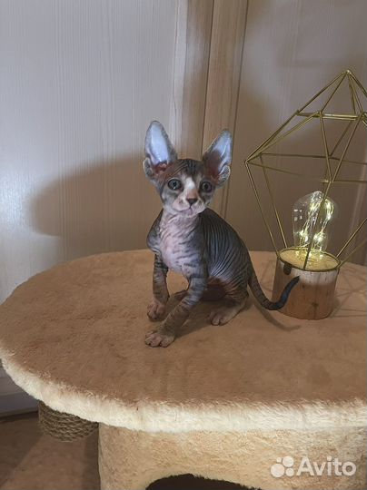 Канадский сфинкс