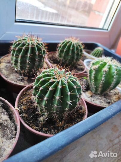 Кактус цветущий