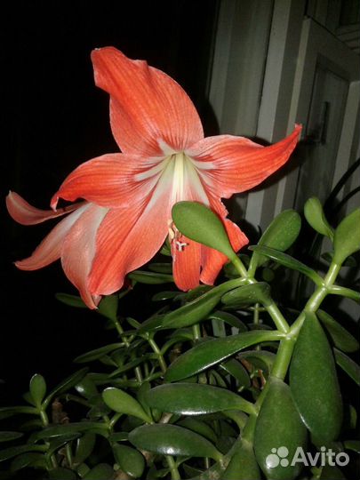 Амариллис, Гиппеаструм лилия комнатная