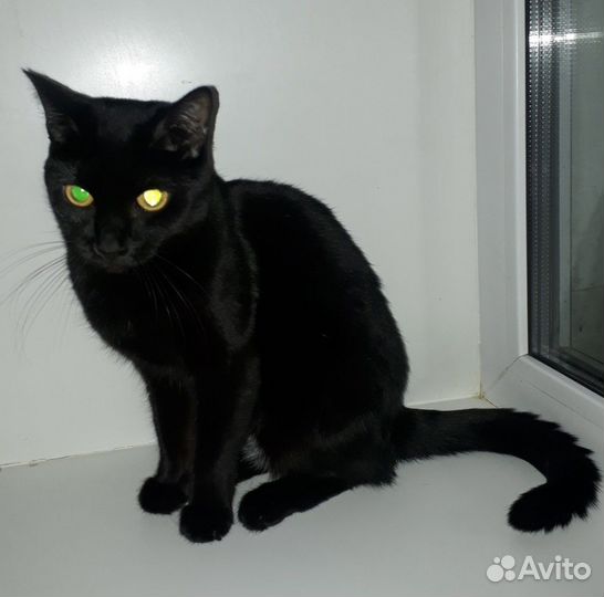 Енечка в поиске дома