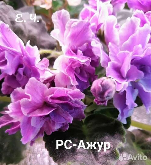 Сортовые фиалки