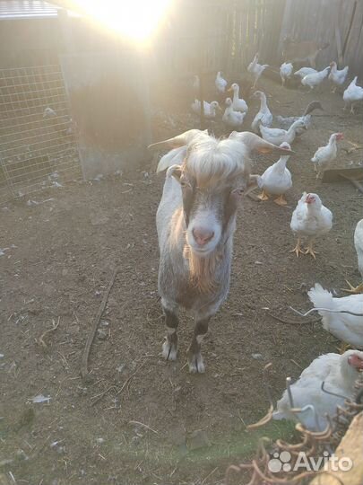 Козел ламанча