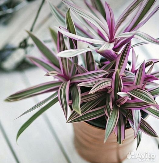 Домашние цветы