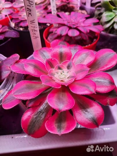 Эониум Medusa, Pink witch, Velour