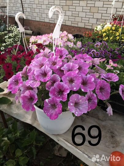 Вегетативная петуния