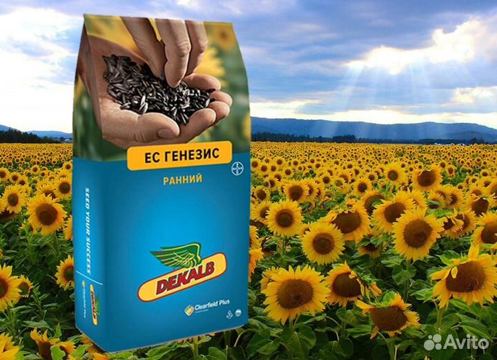 Гибриды семена подсолнечника Байер самара