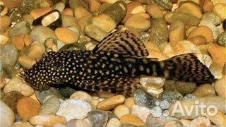 Сомики анциструсы