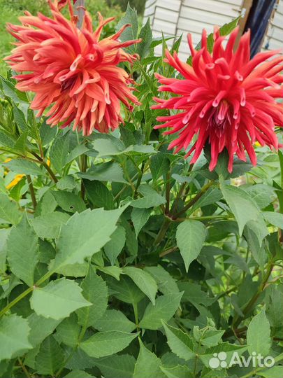 Георгины клубни