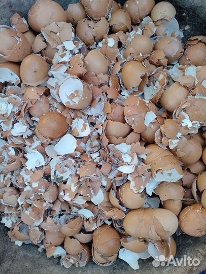 Яичная скорлупа