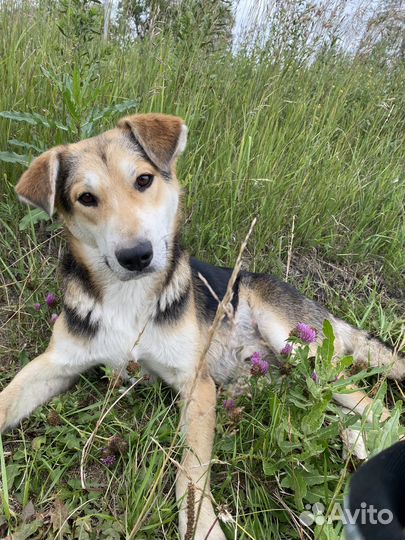 Собака в добрые руки