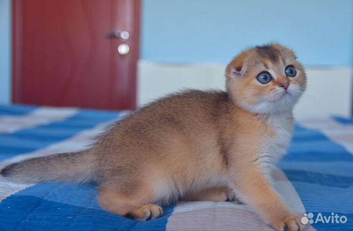 Шотландские вислоухие котята