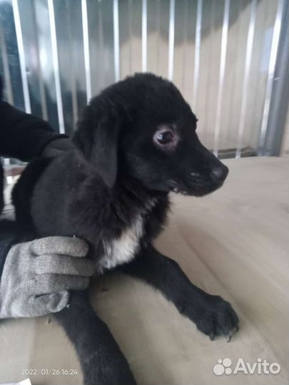 Щенок Малыш 3 месяца