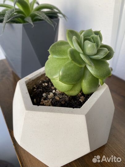 Суккулент в бетонном горшочке
