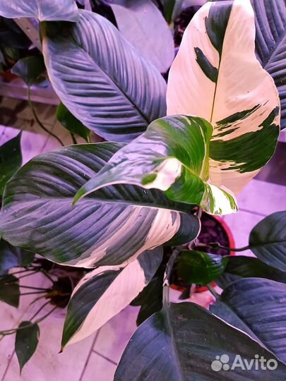 Спатифиллум Пикассо