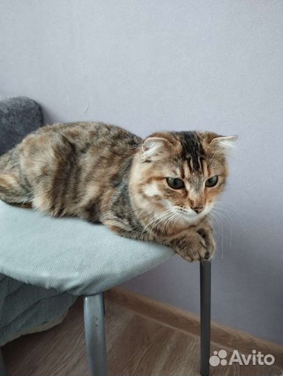 Домашние животные котята