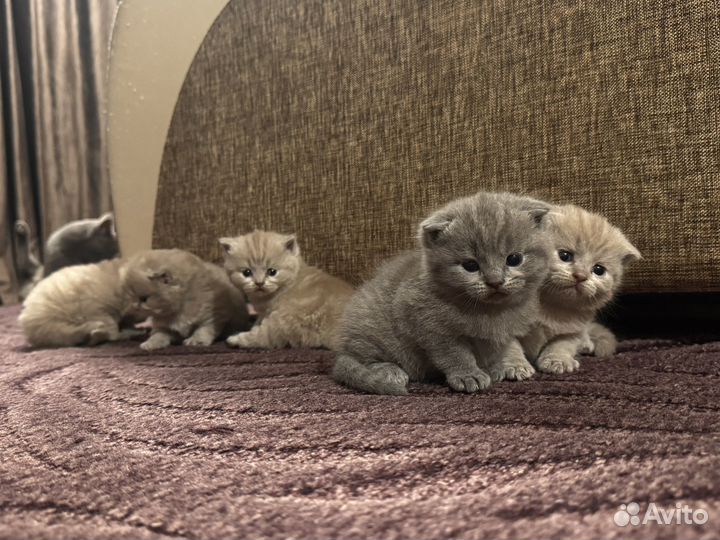 Шотландская