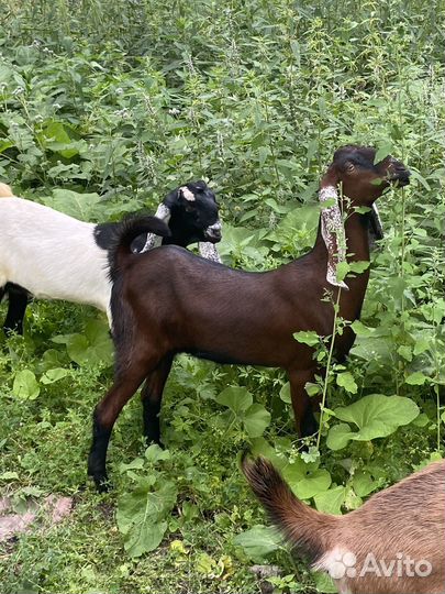 Козочки камори 75