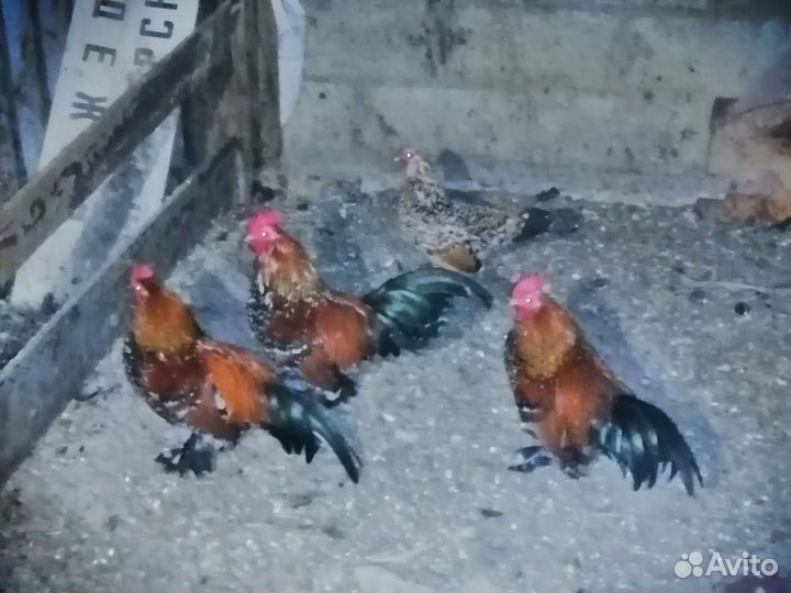 Китайские Петухы и куры