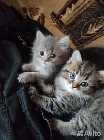 Британские котята