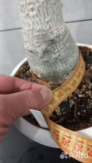 Адениум цветущий Huang Hon Tim